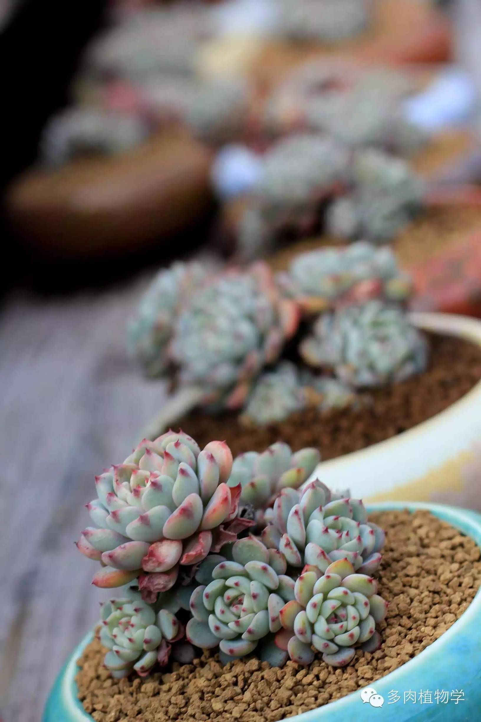 去景天韵开眼界,多肉让人浮想联翩