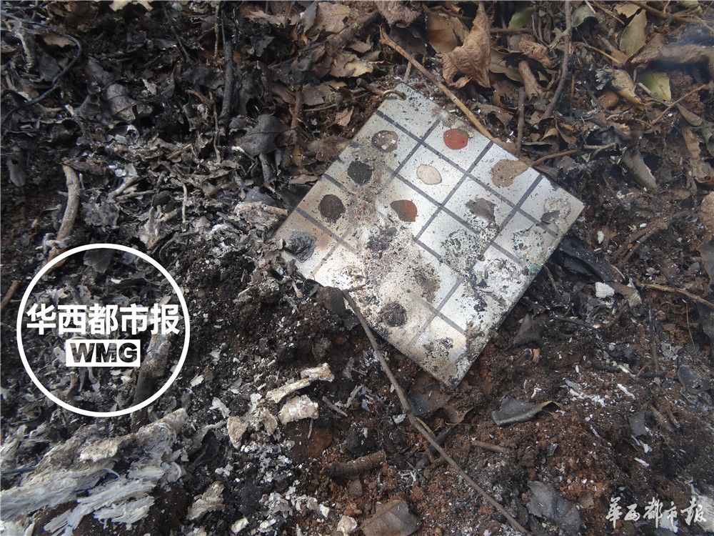 苏铁被称为什么地球上的活化石,苏铁是活化石植物吗