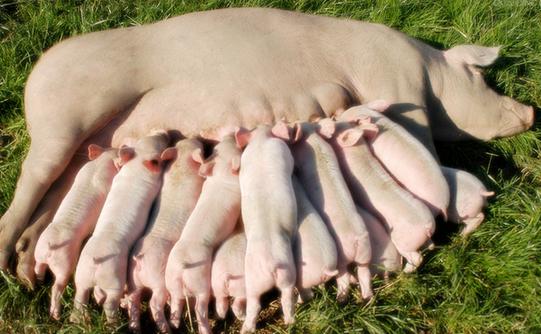 猪病预防综合措施,猪病识别预防用药