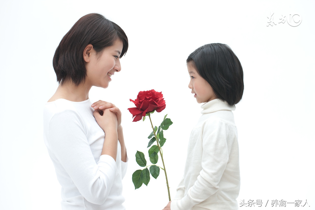 养鸡秘诀防治鸡白痢,鸡白痢小偏方