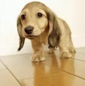 宠物在床上拉屎怎么清理,宠物粪便干在地板上怎么办