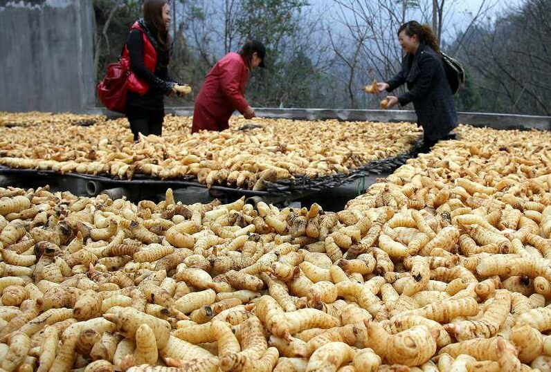 乐山金口河2大地理标志产品:川牛膝吃天麻