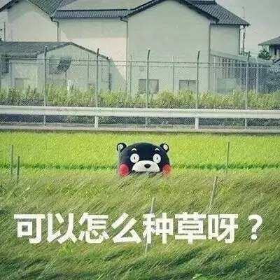 国产双摄像头手机排行,最新款大摄像头手机推荐