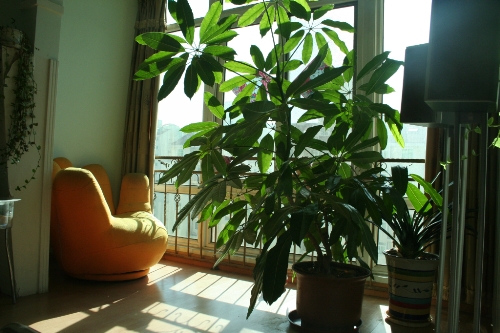 发财树在家怎么摆放才会真的发财,发财树长得这么好为什么不发财