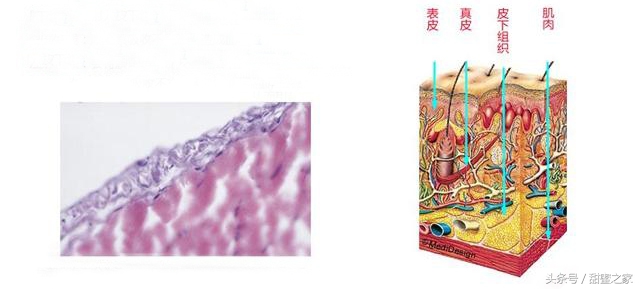 世界最前沿治糖尿病科技,世界最新糖尿病医学突破