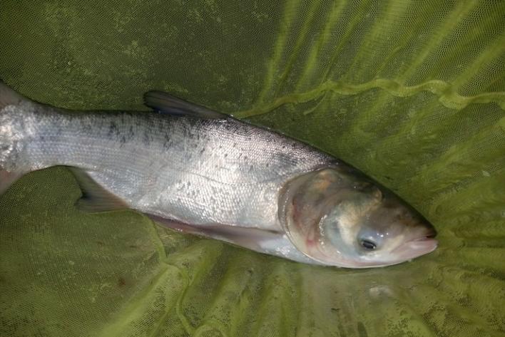 福满天下2500ml,福满天下52度750ml