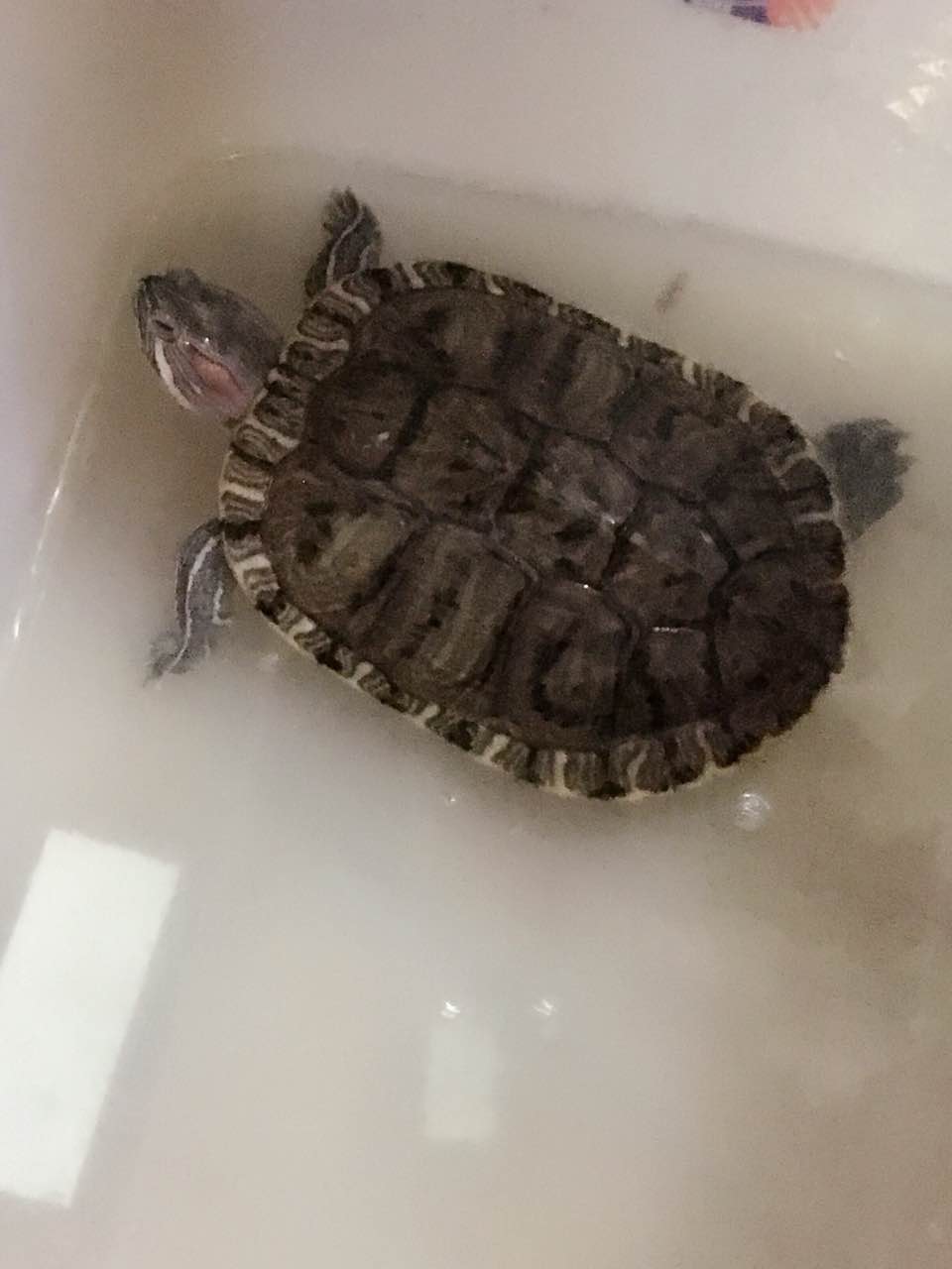 怎么样养乌龟蛋,怎么样养乌龟能使乌龟壳好看