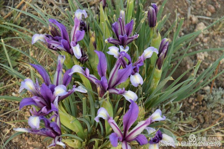 乌兰察布阿贵庙简介,乌兰察布阿贵庙好玩吗