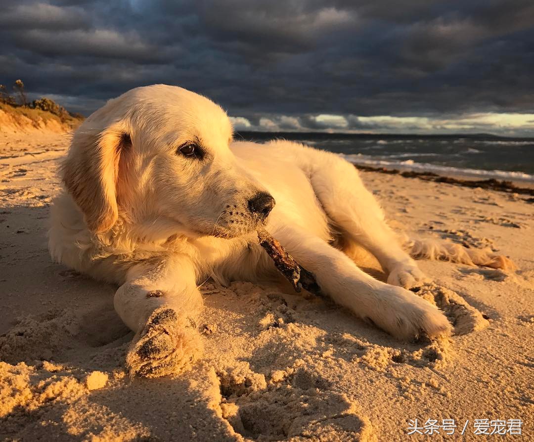 6个月的狗狗吃完奶吐奶怎么回事,半个月狗狗吐奶不爱吃奶怎么办