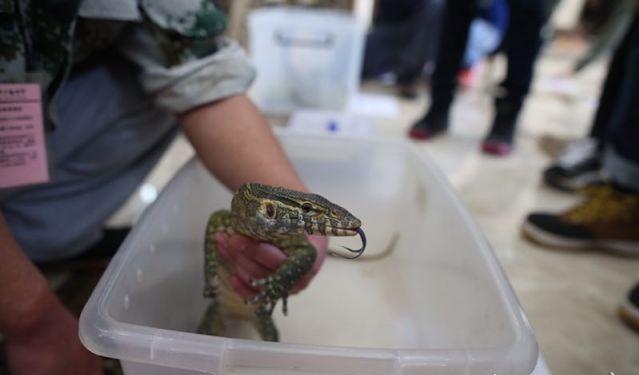 男士国外代购,跨国代购野生动物