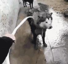 活生生的看着雪白的萨摩耶跟着哈士奇变成黑黢黢的