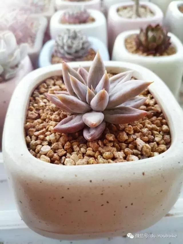 老桩多肉爱生根吗,多肉老法师老桩名品