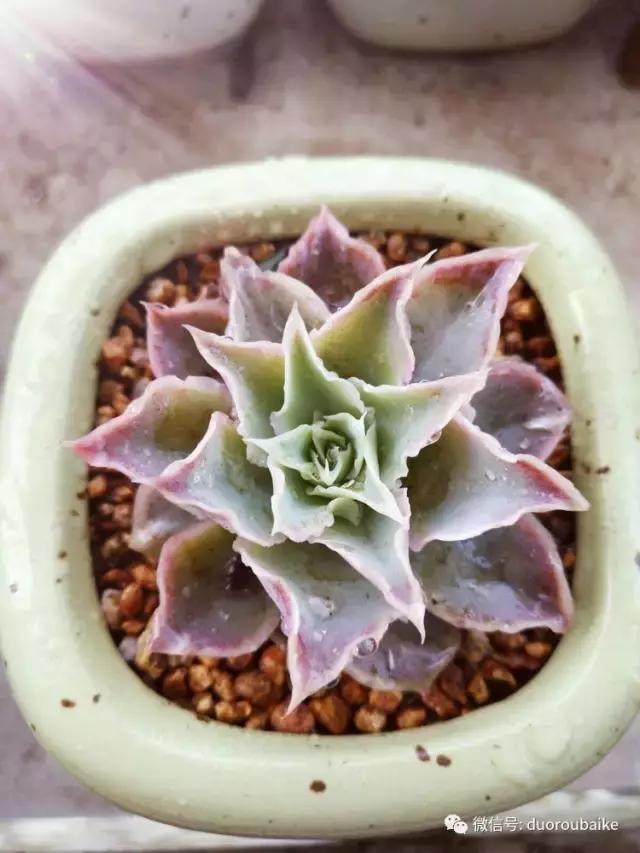 老桩多肉爱生根吗,多肉老法师老桩名品