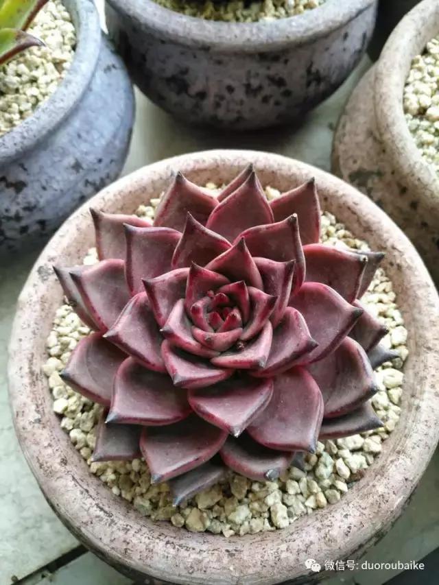 老桩多肉爱生根吗,多肉老法师老桩名品