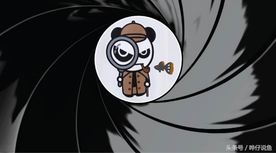 养锦鲤鱼的9大误区,养锦鲤入坑