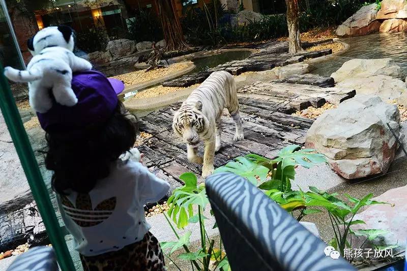 广州长隆野生动物园游玩攻略,广州长隆野生动物园攻略自由行