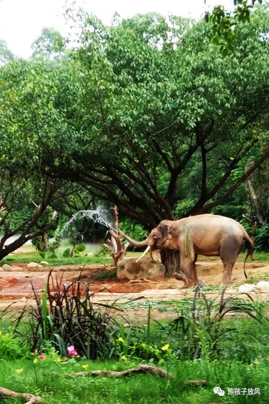 广州长隆野生动物园游玩攻略,广州长隆野生动物园攻略自由行