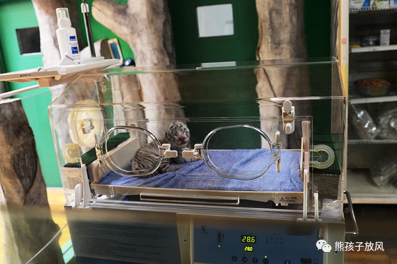 广州长隆野生动物园游玩攻略,广州长隆野生动物园攻略自由行