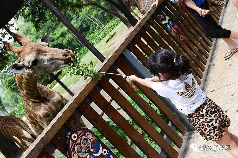 广州长隆野生动物园游玩攻略,广州长隆野生动物园攻略自由行
