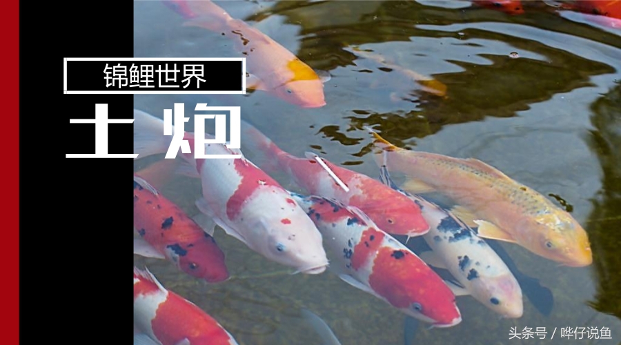 养锦鲤鱼的9大误区,养锦鲤入坑