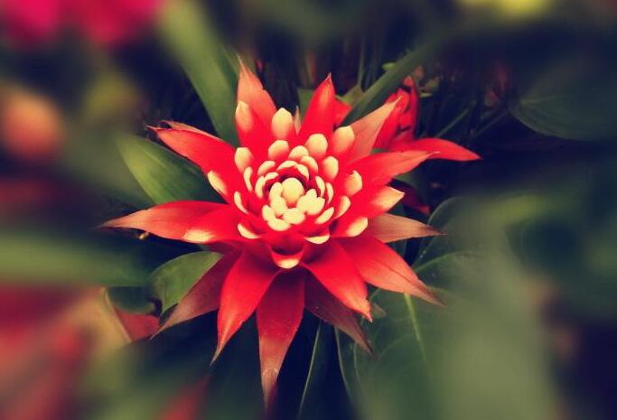 正确养鸿运当头的方法,鸿运当头凤梨花怎么养