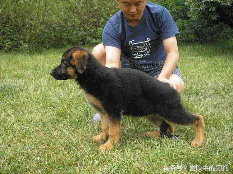 怎么看狗狗缺钙不缺钙,幼犬怎么补钙最快最好