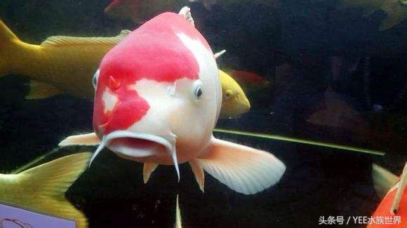 鱼缸养鱼真的能招财吗,养鱼聚财有什么讲究