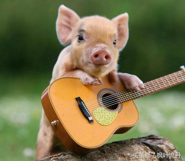 生肖猪最具意思的性格和优点!