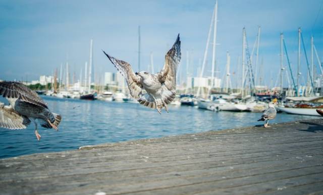 伊比利亚半岛歌,半岛的恋之歌伊比利亚