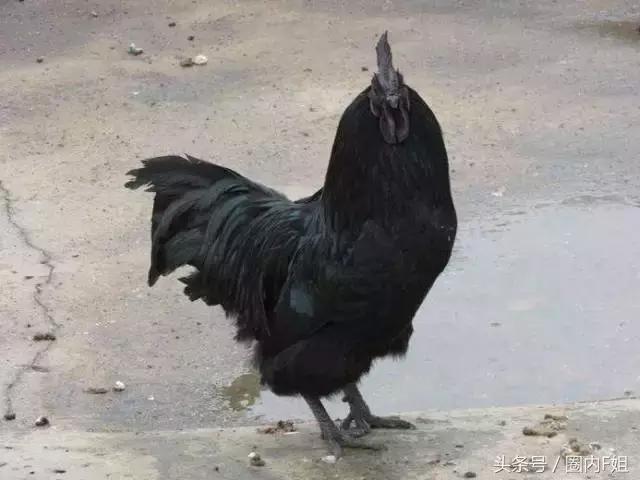 穿*旗国**，扮鸡精，没有范冰冰镇场的戛纳红毯今年来了多少妖魔鬼怪