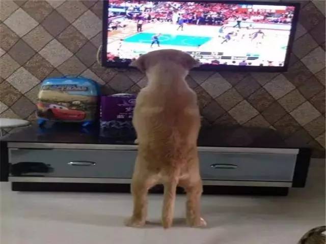 从小养一只狗狗是什么体验,养一只狗狗狗会觉得孤单吗