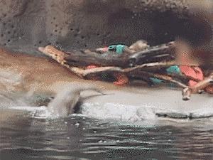 小狗偷吃口红拒不承认，铲屎的：喂，你当我是瞎吗！