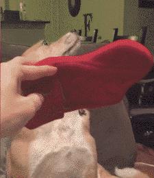 小狗偷吃口红拒不承认，铲屎的：喂，你当我是瞎吗！