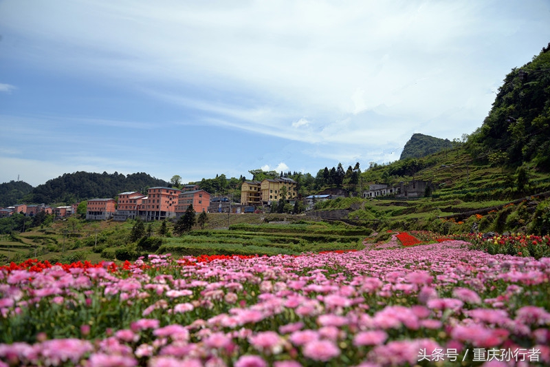 綦江花坝：以花为媒村民吃上旅游饭
