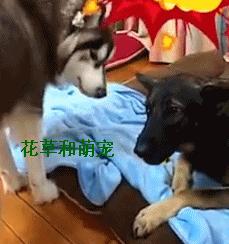 阿拉斯加犬非要给狼狗唱歌,狼狗一龇牙阿拉瞬间就老实了
