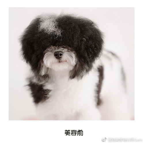 宠物美容学校第一节课学什么,宠物美容学习第一步