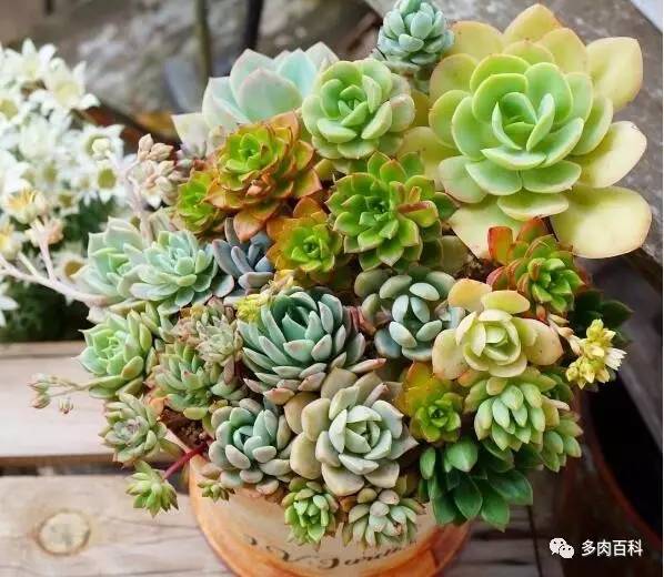 多肉植物变黄怎么办,多肉植物变绿怎么办