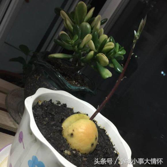 吃完牛油果千万别碰5种食物,吃完的牛油果别扔