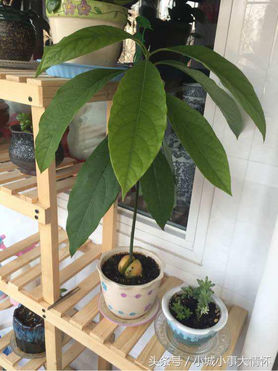 吃完牛油果千万别碰5种食物,吃完的牛油果别扔