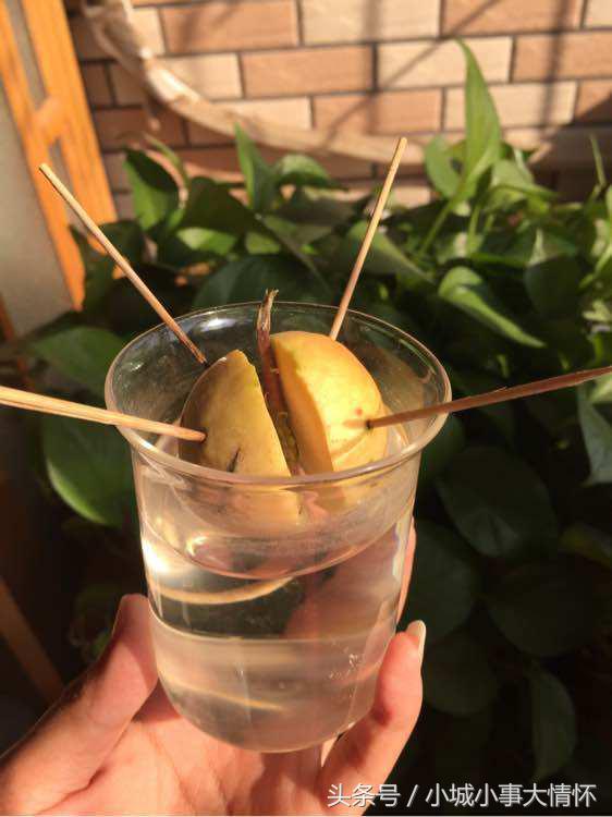 吃完牛油果千万别碰5种食物,吃完的牛油果别扔