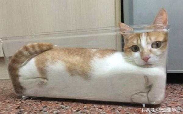 那些柔弱无骨的液体猫,其实猫咪才是水做的吧,最后一个绝了