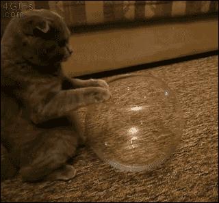 那些柔弱无骨的液体猫,其实猫咪才是水做的吧,最后一个绝了