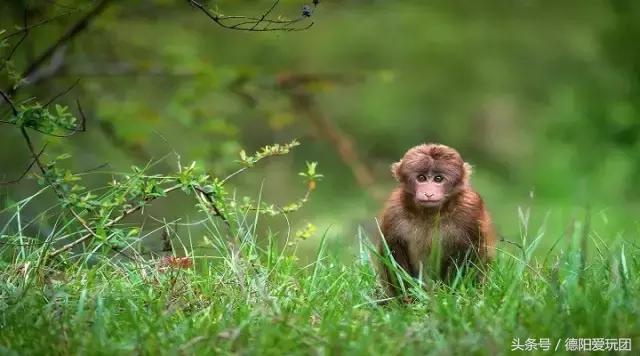 德阳周边游：端午3天我们走“喇叭河”怎么样？最强攻略来袭