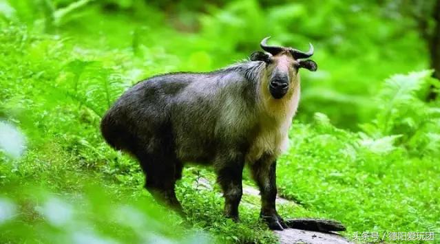 德阳周边游：端午3天我们走“喇叭河”怎么样？最强攻略来袭