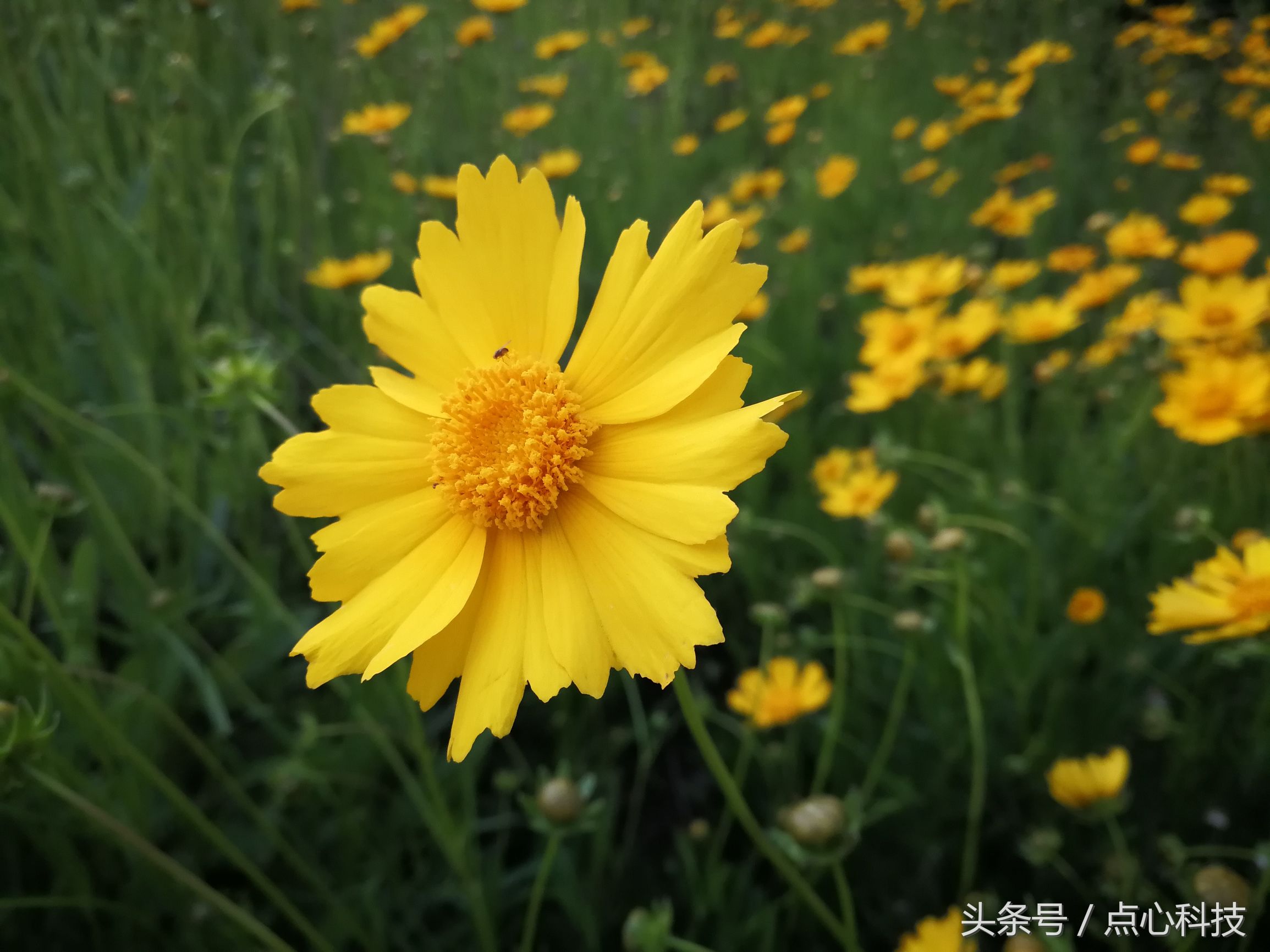 长得像向日葵又像菊花,长得像向日葵一样小小的花