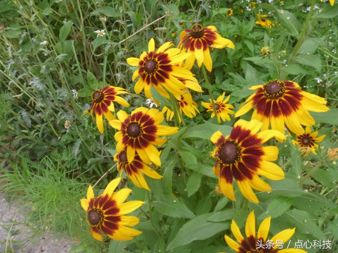 长得像向日葵又像菊花,长得像向日葵一样小小的花