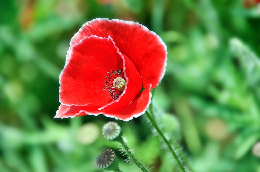 虞美人的花多彩丰富,薄薄的花瓣质薄如绫,光洁似绸,飘然欲飞
