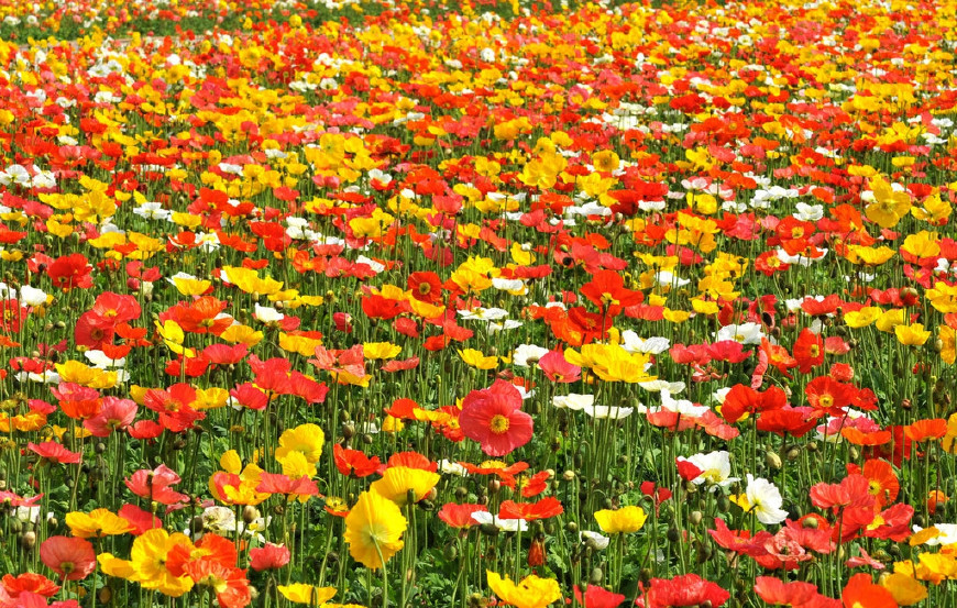 虞美人的花多彩丰富,薄薄的花瓣质薄如绫,光洁似绸,飘然欲飞