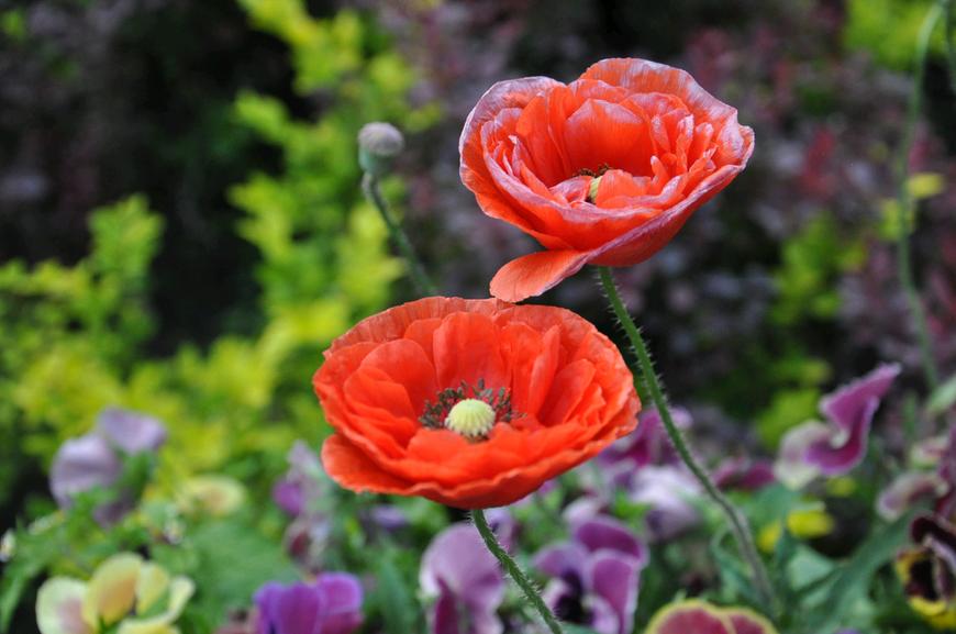 虞美人的花多彩丰富,薄薄的花瓣质薄如绫,光洁似绸,飘然欲飞