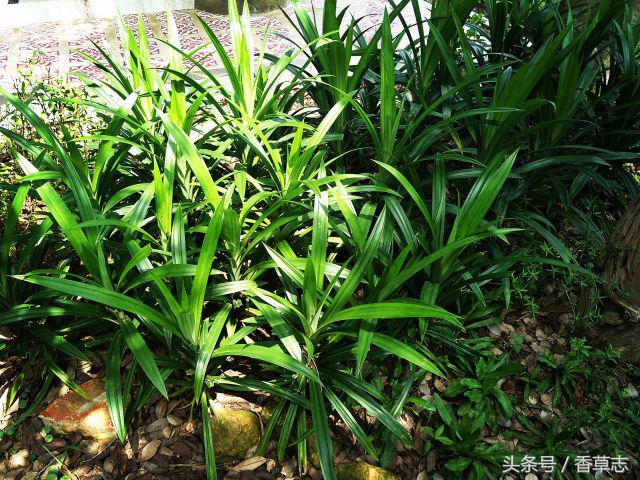 泰国菜市场有什么香料 (泰国菜市场买什么香料)